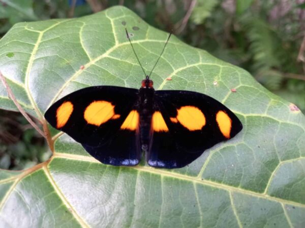 Collar Mariposa Punta de Fuego 013 N Cena