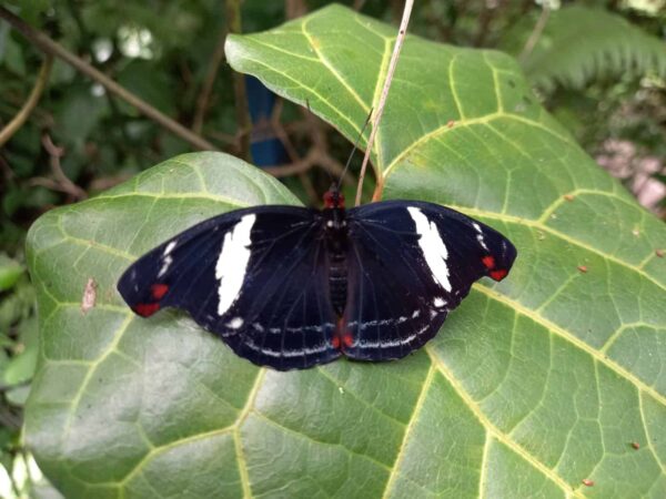 Aretes Colgantes Mariposa Punta de Fuego 0321 N Cena