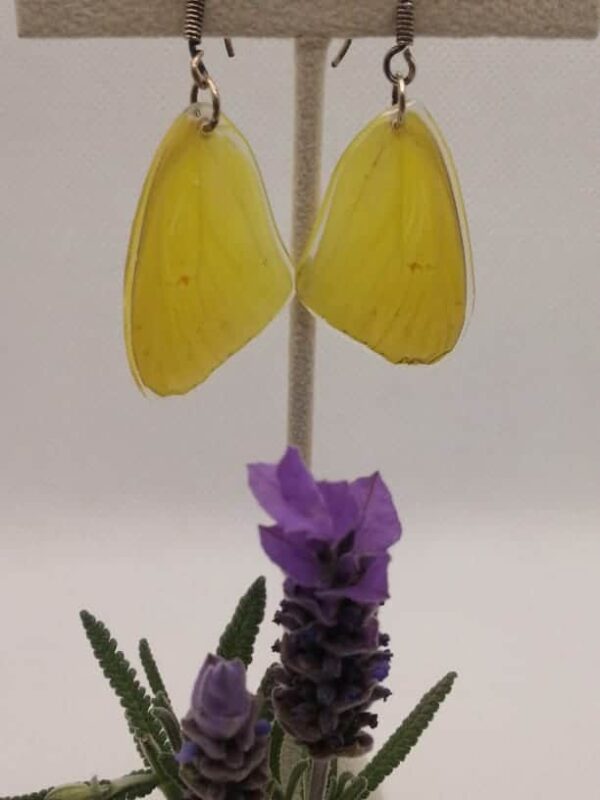 Aretes Colgantes Mariposa Azufre 0321 p Psse