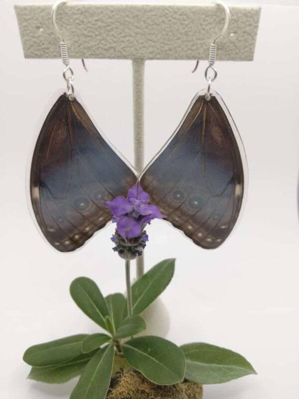 Aretes Colgantes Mariposa Morfo Azul 0322 N Mohr