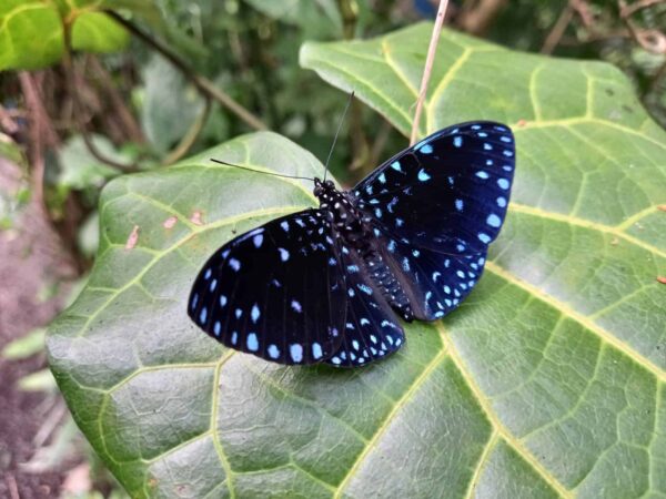 Aretes de Broquel Mariposa Tronadora Azul 0312 N Hsla