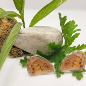 Aretes de Broquel Mariposa Organillo Clara 0312 N Eaha