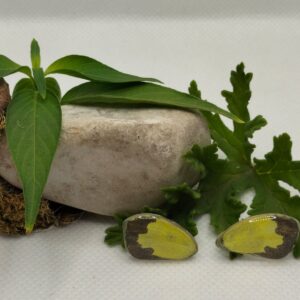 Aretes de Broquel Mariposa Amarilla de Boisduval 0312 p Eaba