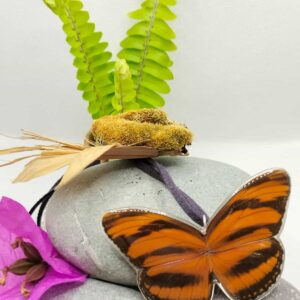 Collar Mariposa Ala Larga Faetusa 013 N Dapa