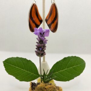 Aretes Colgantes Mariposa Ala Larga Faetusa 0321 N Dapa