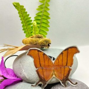 Collar Mariposa Alas de Daga Rojiza 013 N Maps