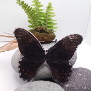 Collar Mariposa Cometa del Zapote 014 P Pori