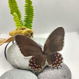 Collar Mariposa Manchas Rojas 013 P Pspus