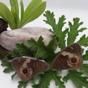 Aretes de Broquel Mariposa Ojo de Venado 0312 N Jaca